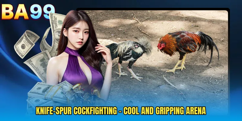 Knife-Spur Cockfighting - Cool And Gripping Arena